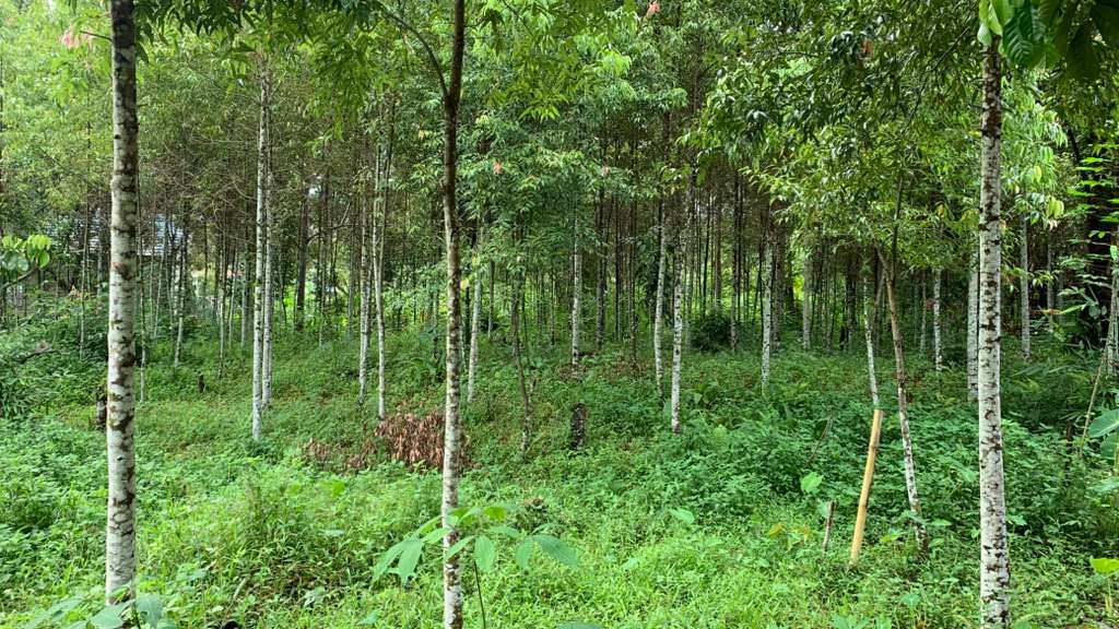 Kegiatan Bertani di Desa Loksado